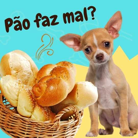 Cachorro pode comer pão?