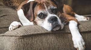 Pet Idoso plano de saúde para cachorro beagle 