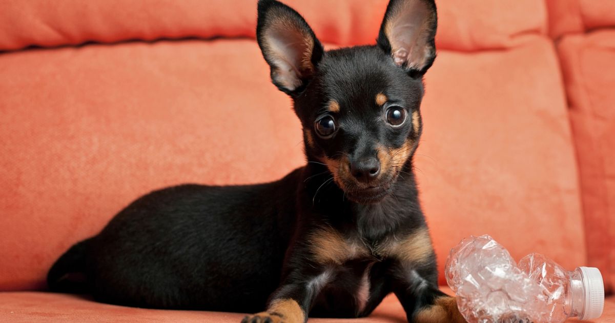 Cachorro Raça Pinscher! Personalidade, Melhor Ração e Saúde!