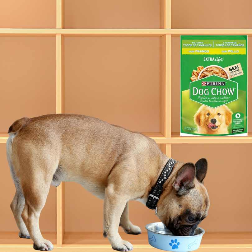 Variedade de produtos da ração Dog Chow: conheça as opções disponíveis