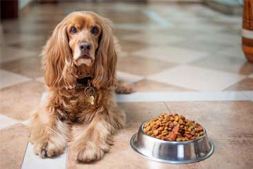 rações para cachorro de acordo com a qualidade dos nutrientes