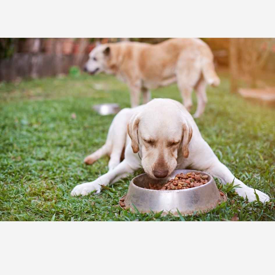 Ração Royal Canin para cachorros!