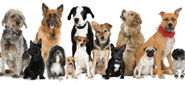 rações para cachorro de acordo com o porte do animal