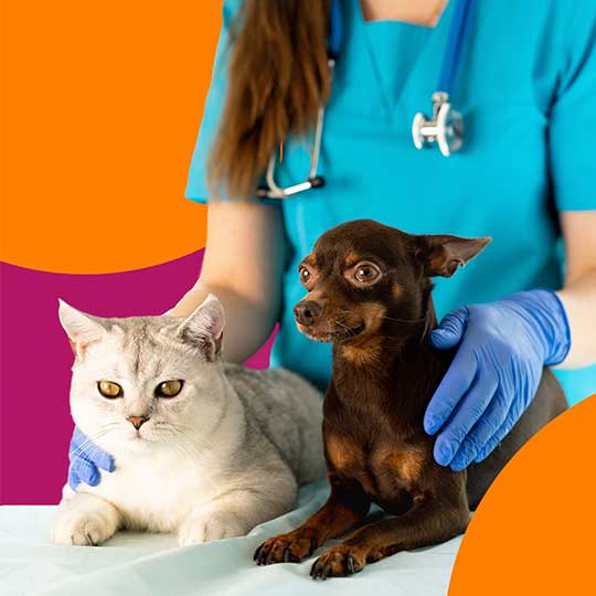 Coberturas Plano de saude pet Health for Pet Porto Seguro
