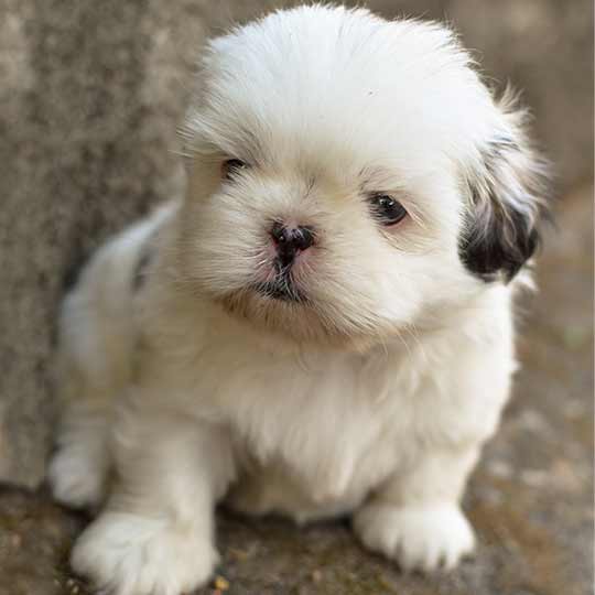 Qual é o tempo de gestação de cachorro Shih Tzu?