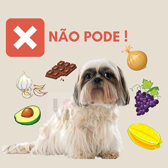 O que o Shih Tzu não pode comer?