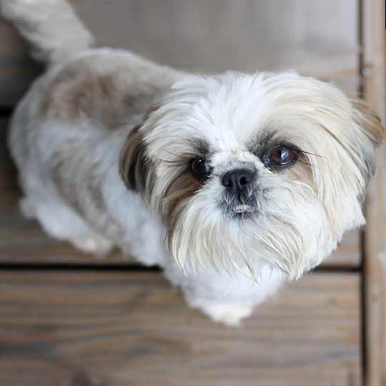 cores do Shih Tzu