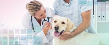 veterinário plano pet veterinário plano pet
