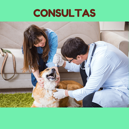 Preço Consulta Veterinária em Guarulhos! Cachorro e Gato!