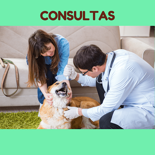  Preço Consulta Veterinária em São Gonçalo! Cachorro e Gato!