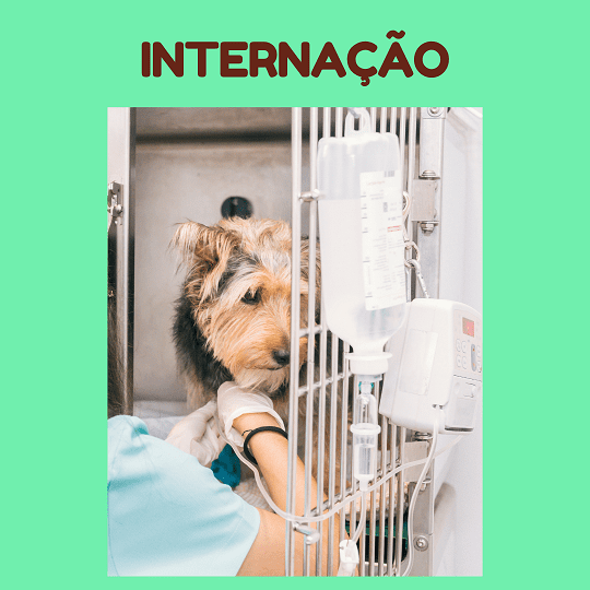 Valor da diária de internação veterinária