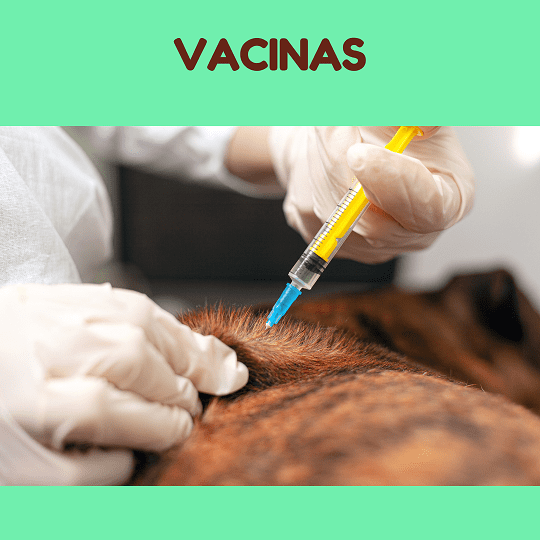 Vacinação e Prevenção de Doenças do seu pet