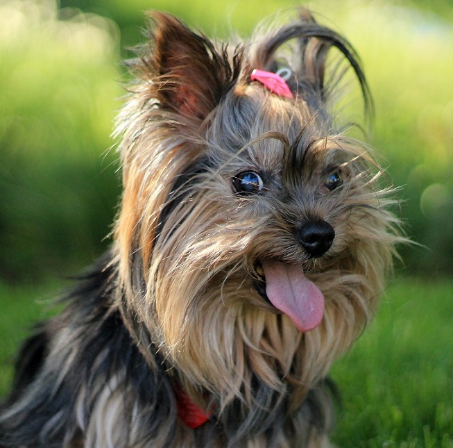 Cachorro Raça Yorkshire